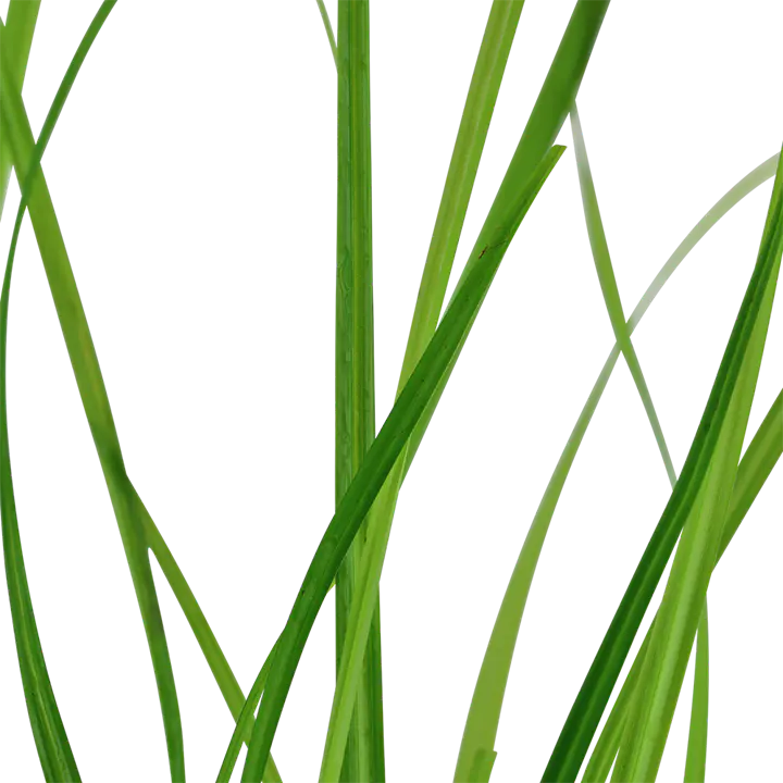 喷泉莎草细节图 2