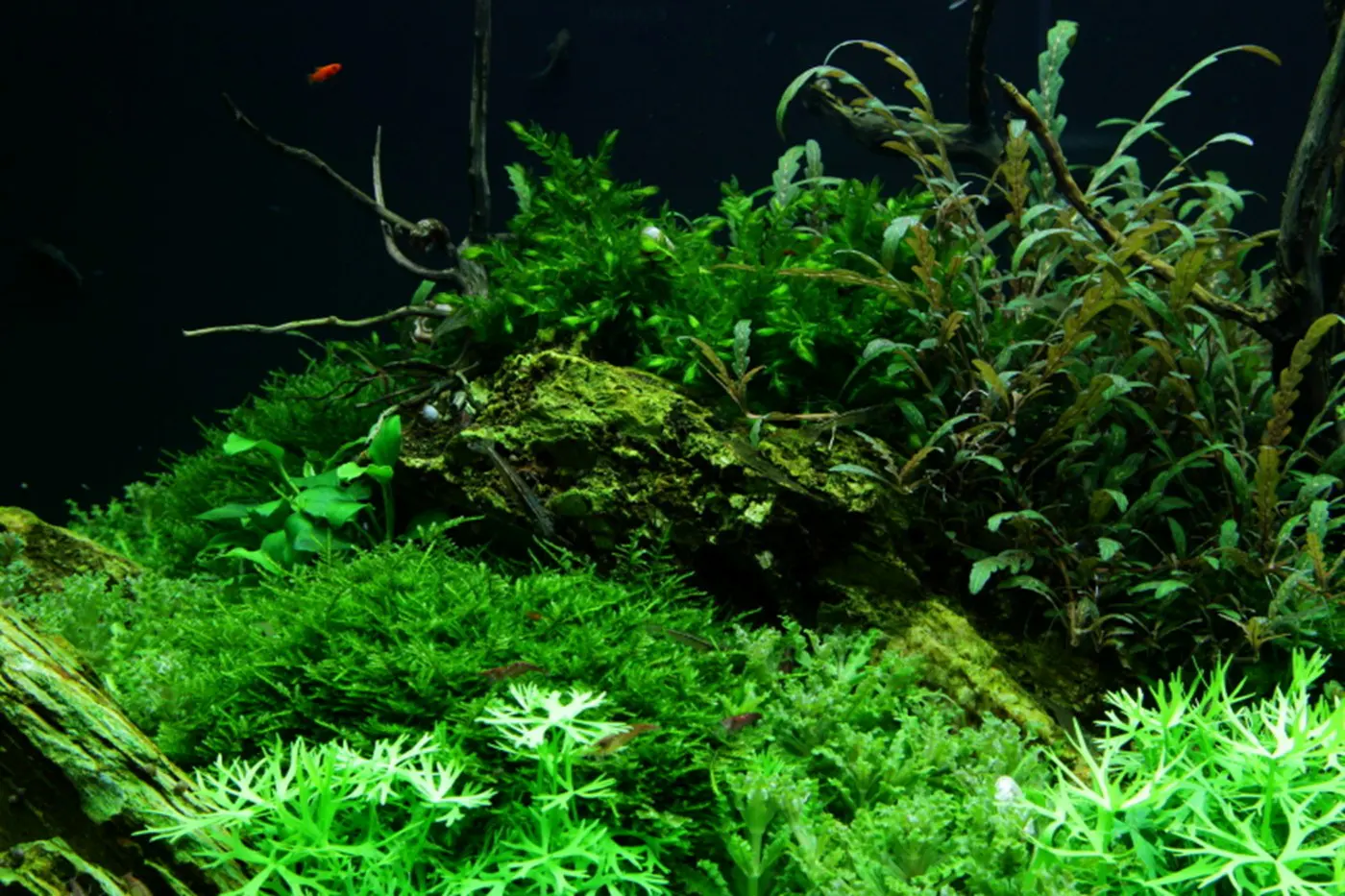 造景 52造景图片 13