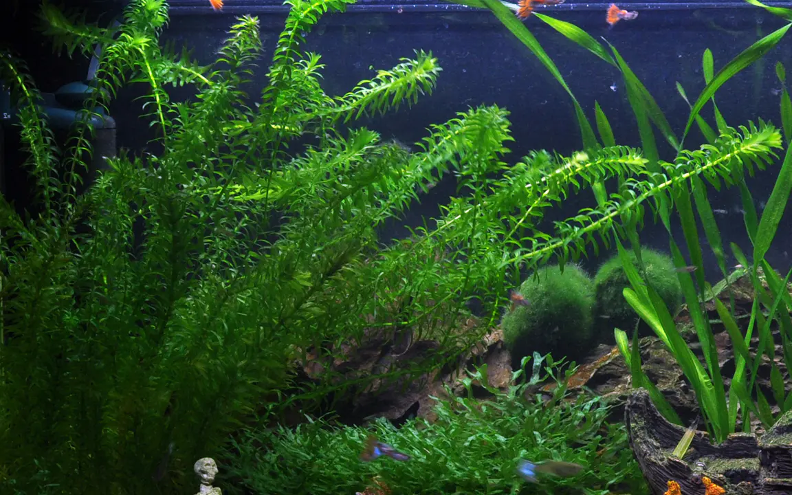 水蕴草细节图 3