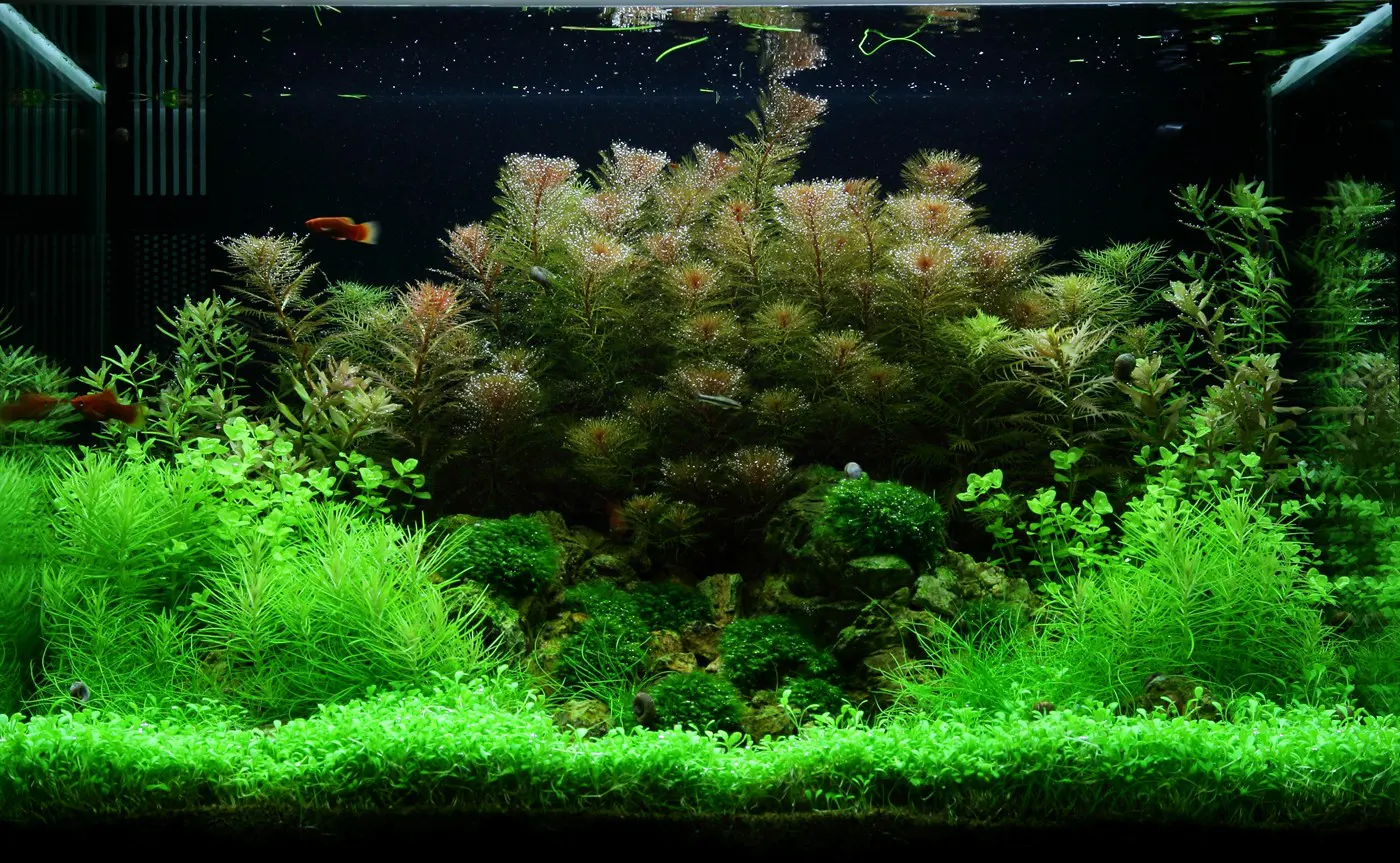 造景 51造景图片 14