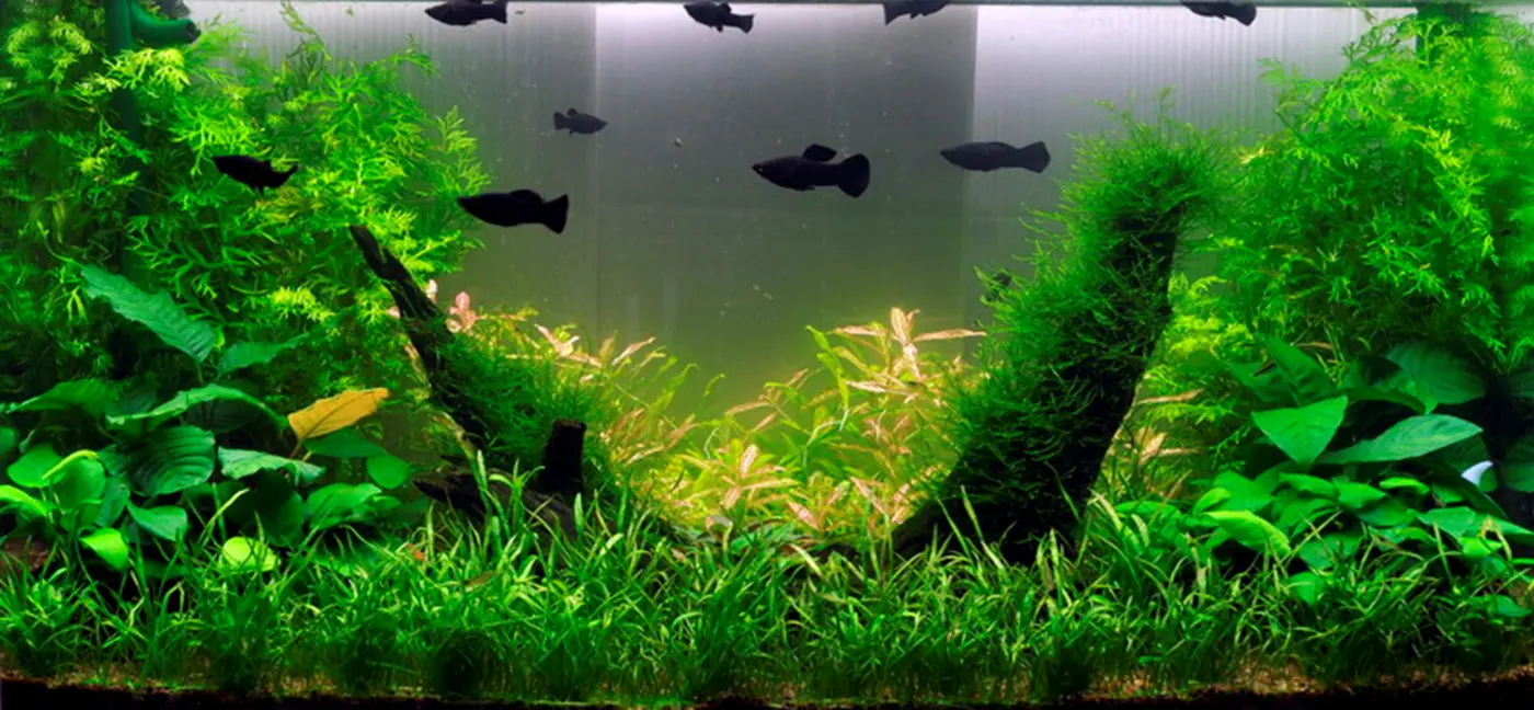 造景 2造景图片 4