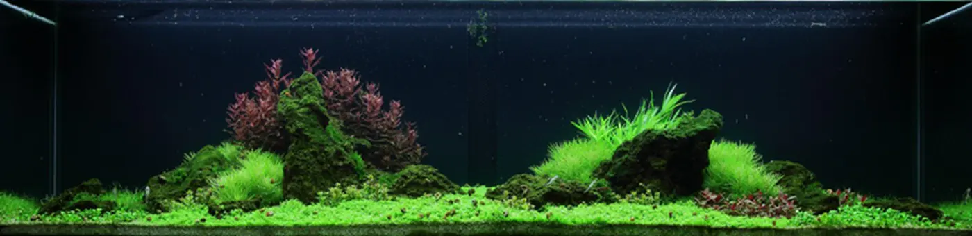 造景 53造景图片 5
