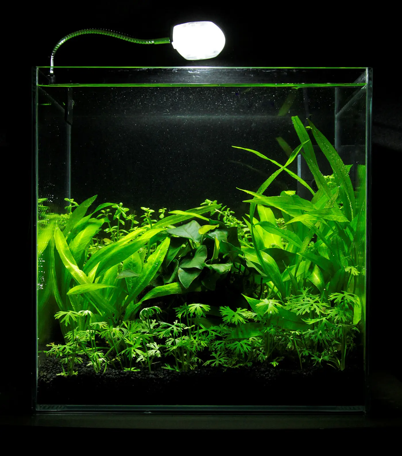 造景 30造景图片 4