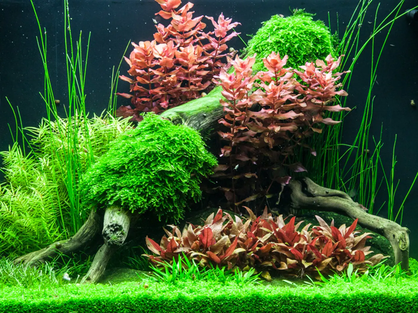 造景 75造景图片 6