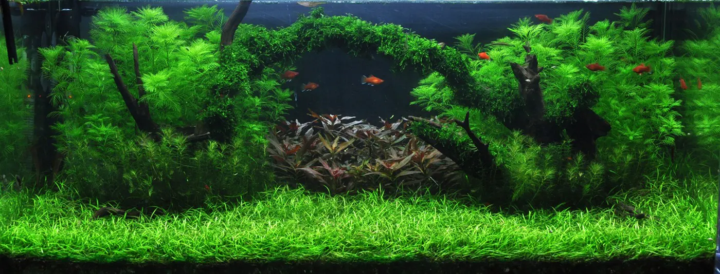 造景 8