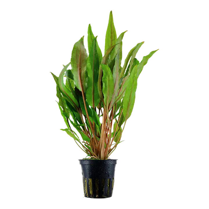 宽叶波浪椒草细节图 1