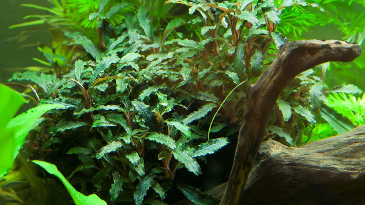 红辣椒榕细节图 4