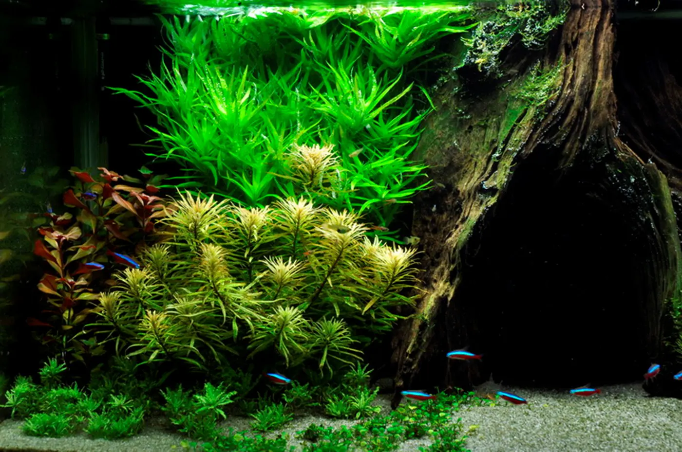 造景 10造景图片 6