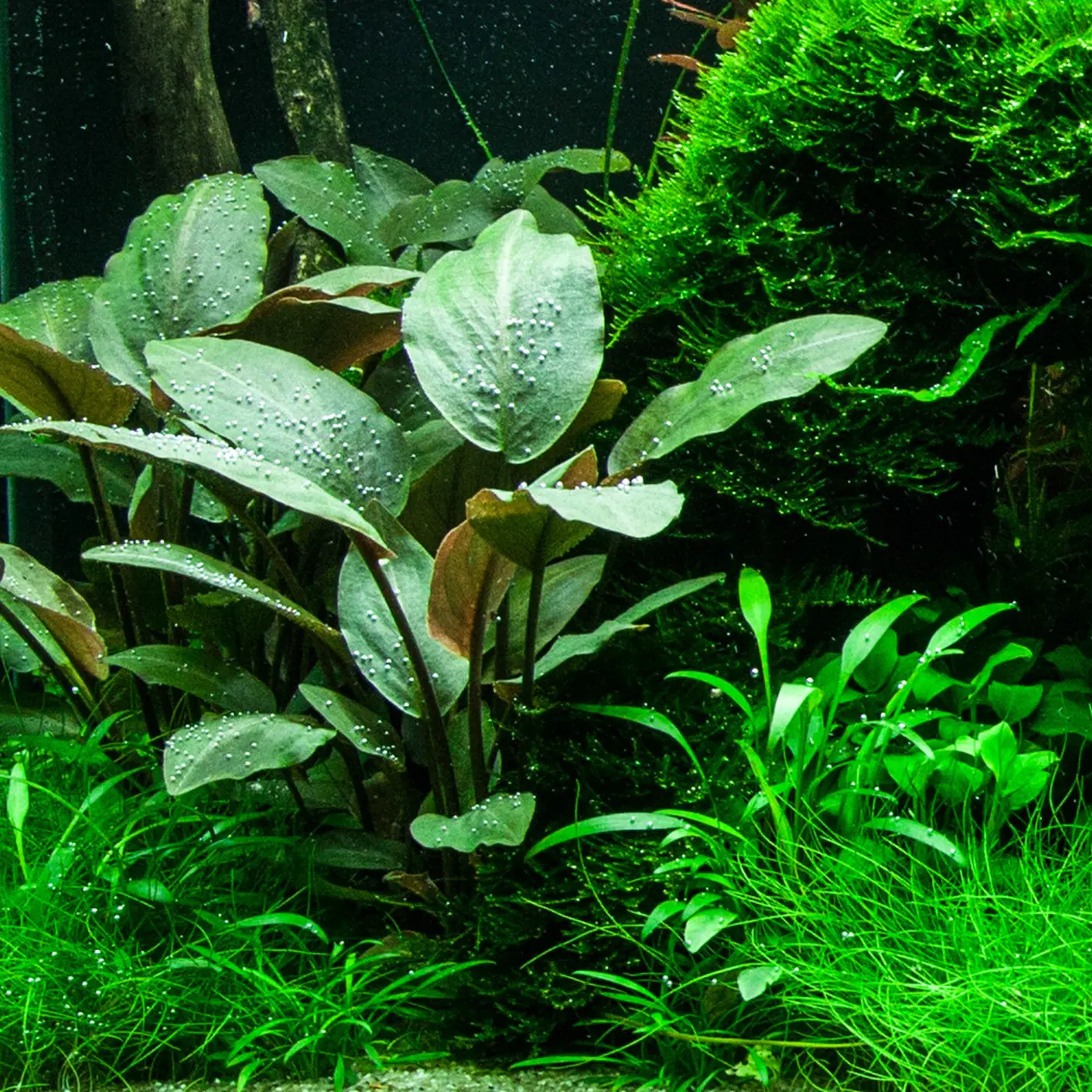 造景 95造景图片 11