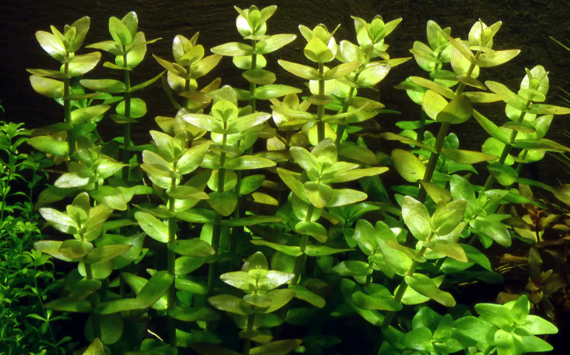 虎耳草细节图 4