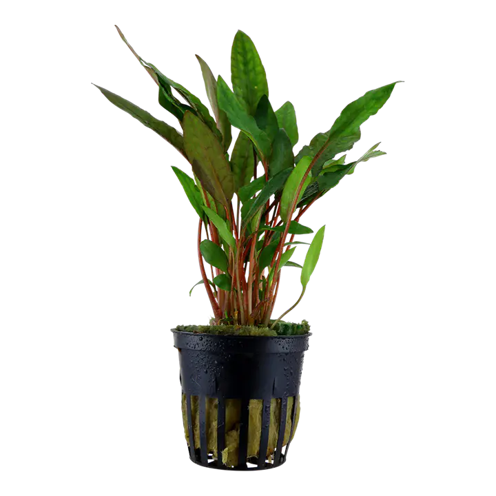 贝克椒草细节图 2