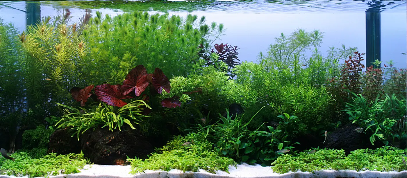 造景 84