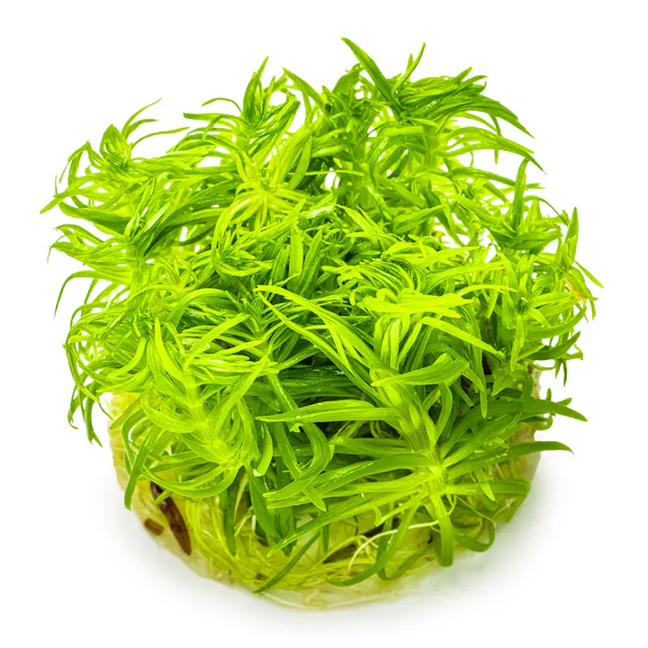 德干刺蕊草细节图 3