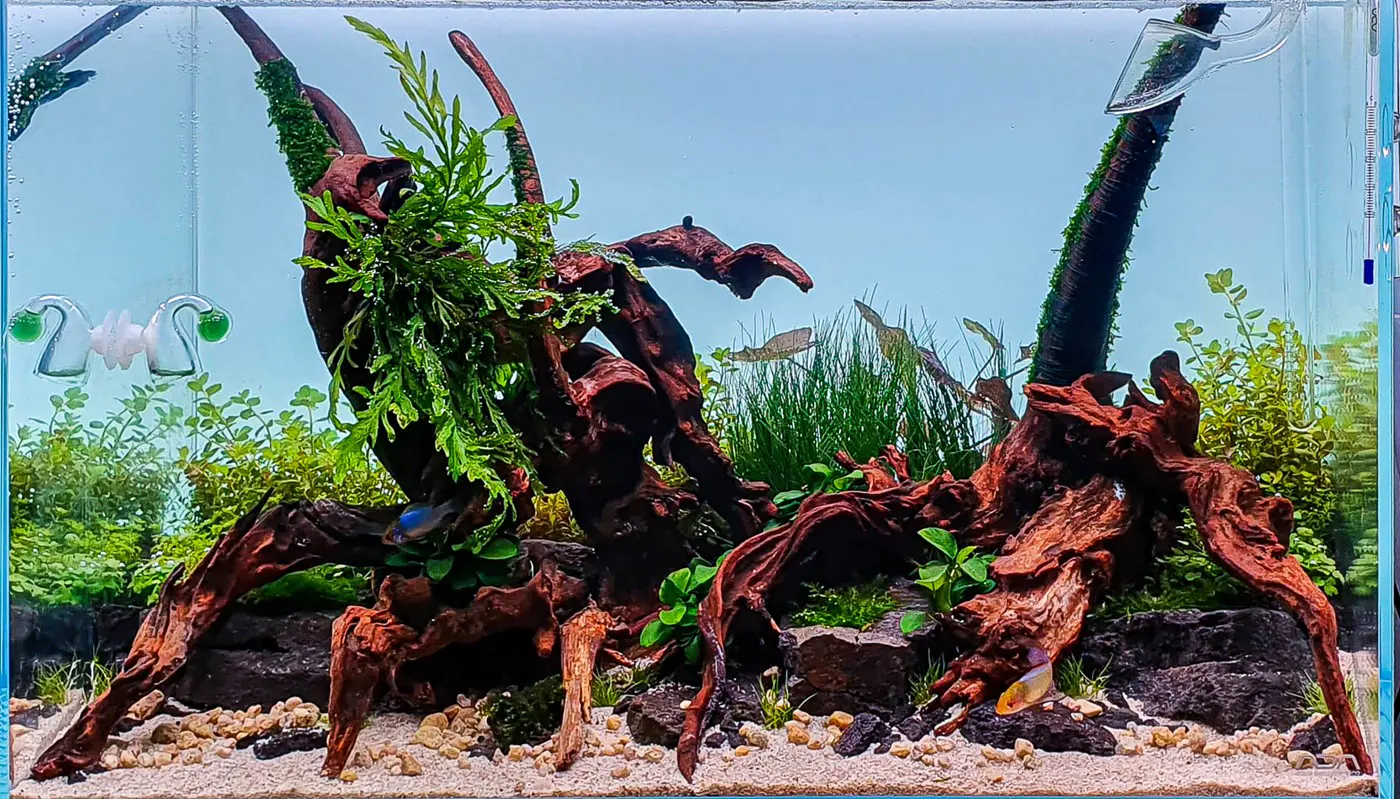 造景 125:Tropica 海滩造景图片 3