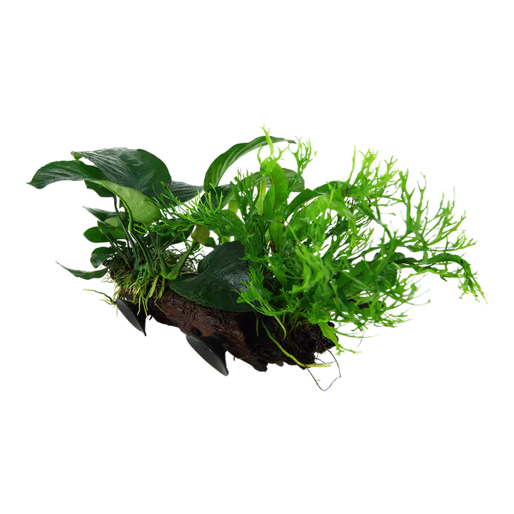 铁皇冠属水草细节图 1