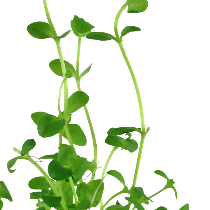澳洲虎耳细节图 2