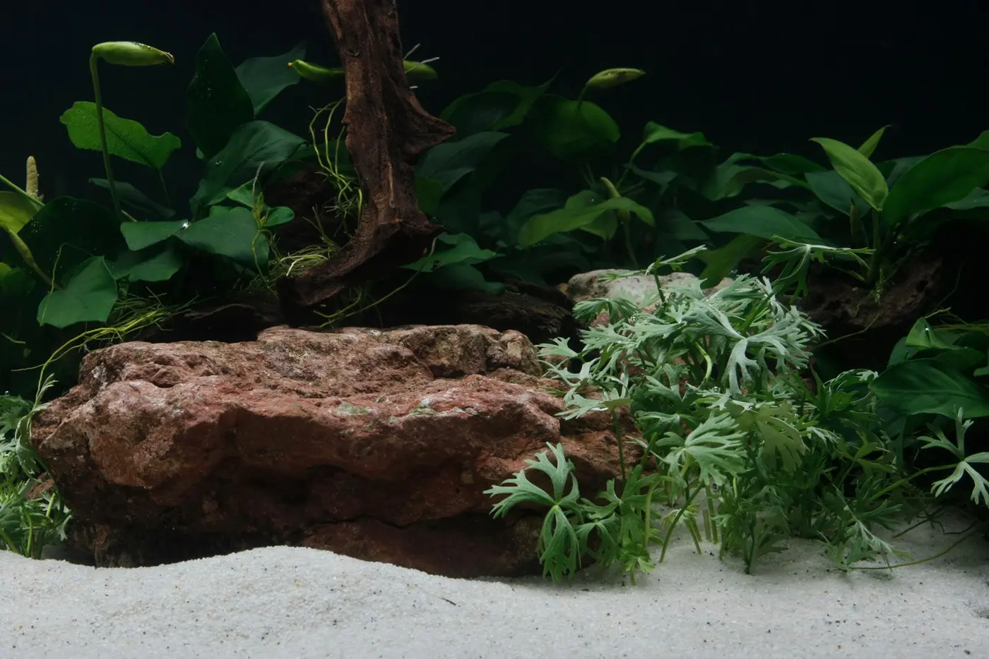 造景 27造景图片 9