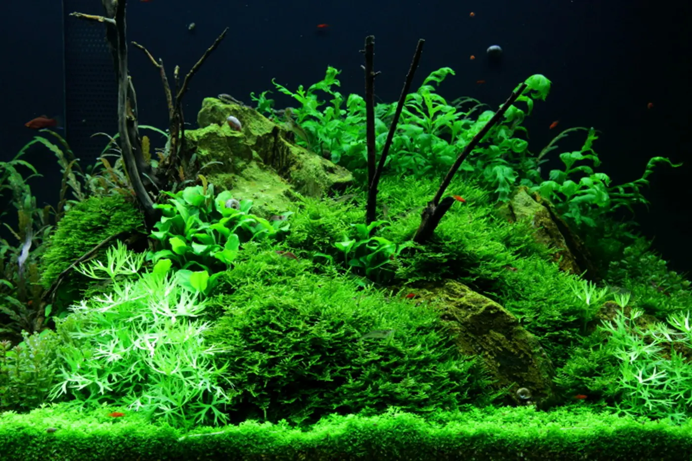 造景 52造景图片 11