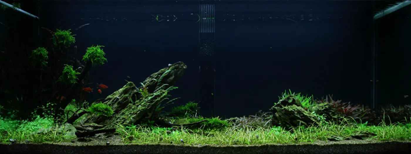 造景 50造景图片 4