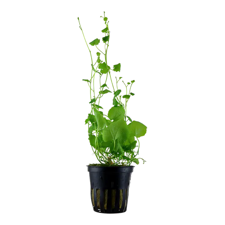 苹果草细节图 1