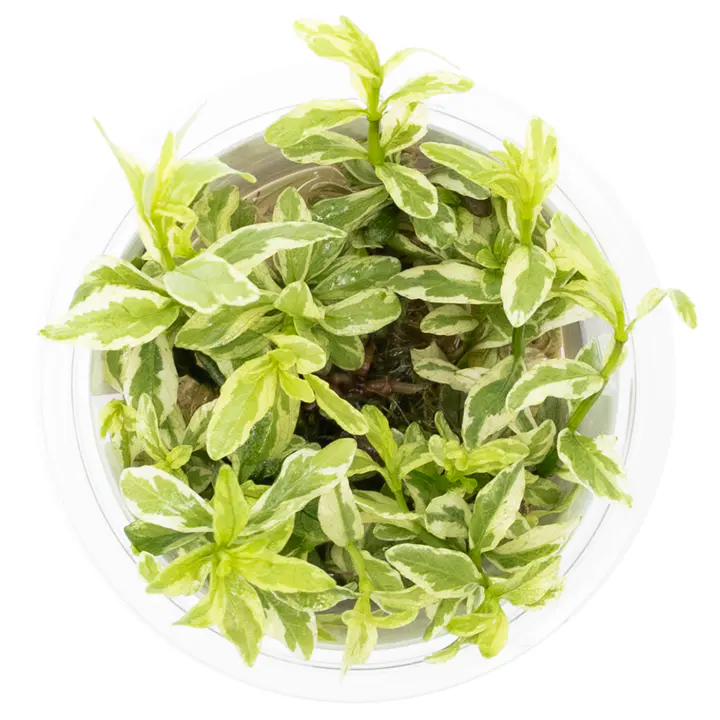 白青叶细节图 2