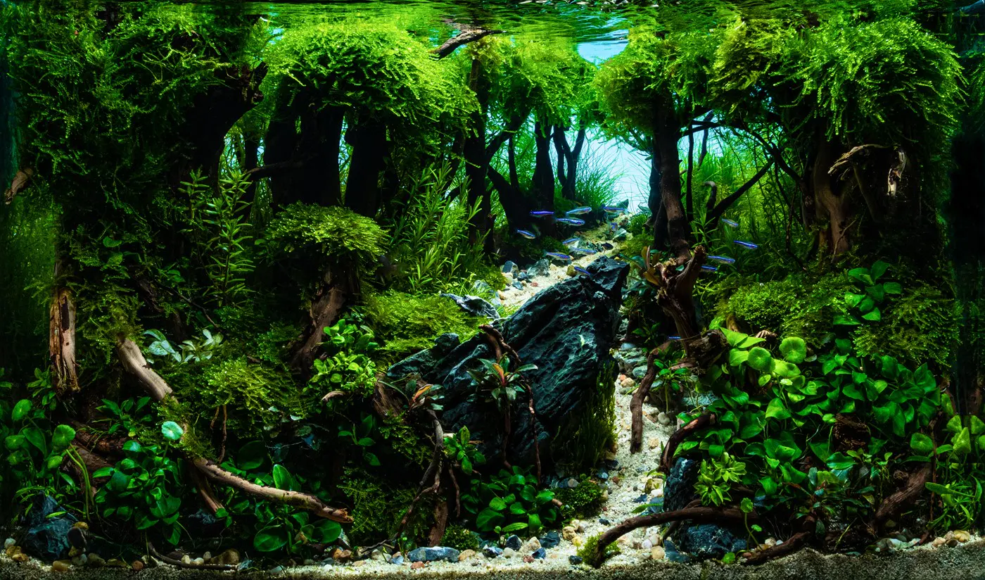 造景 123：幽暗森林