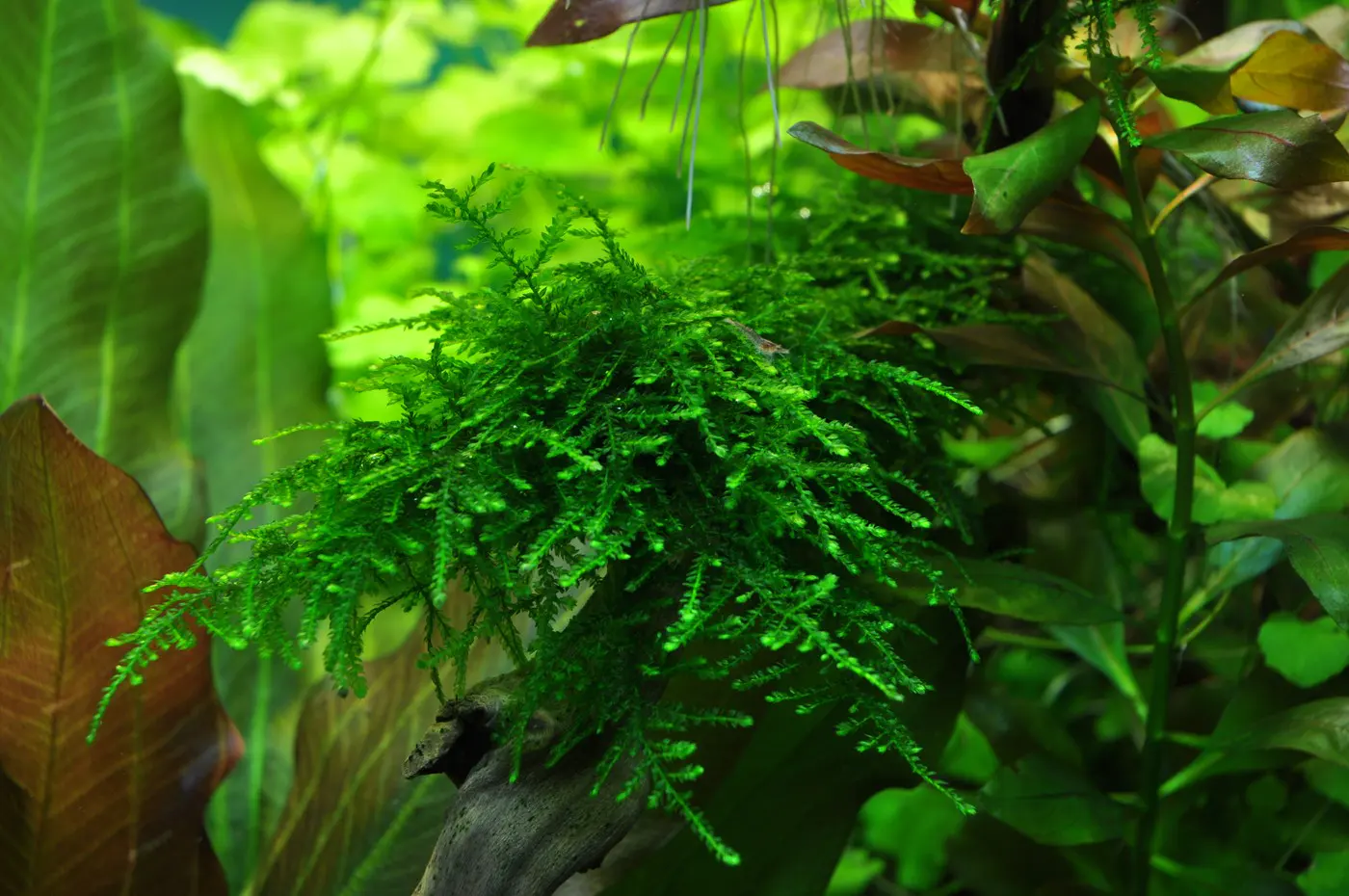 造景 37造景图片 5