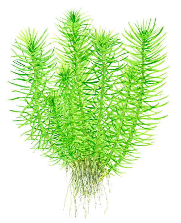 德干刺蕊草