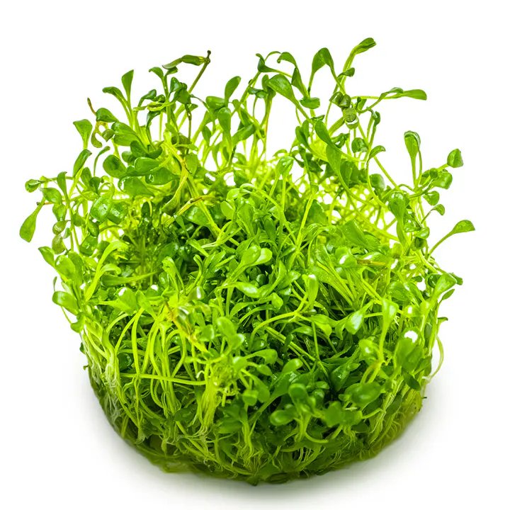 矮珍珠细节图 3