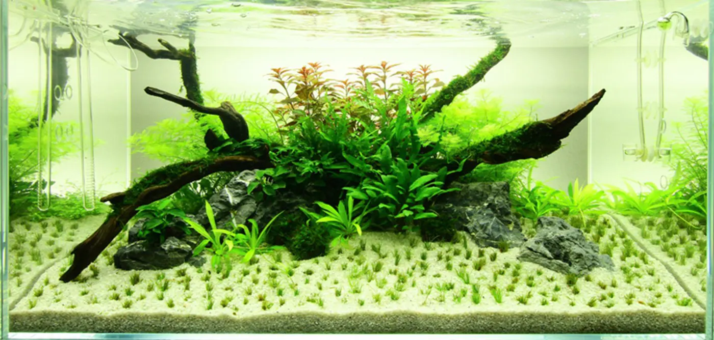 造景 45造景图片 2