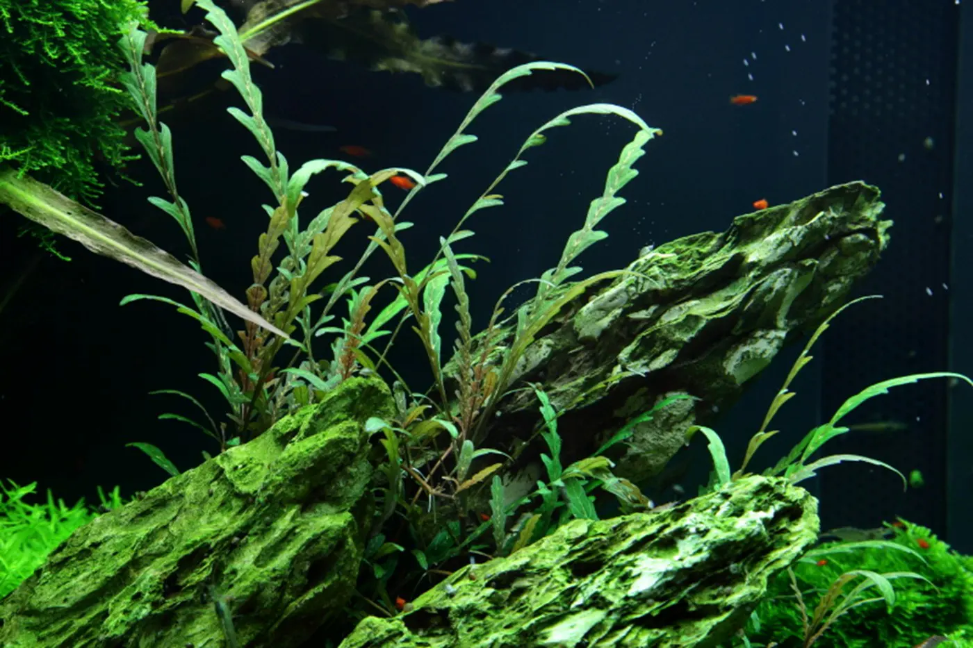 造景 50造景图片 10