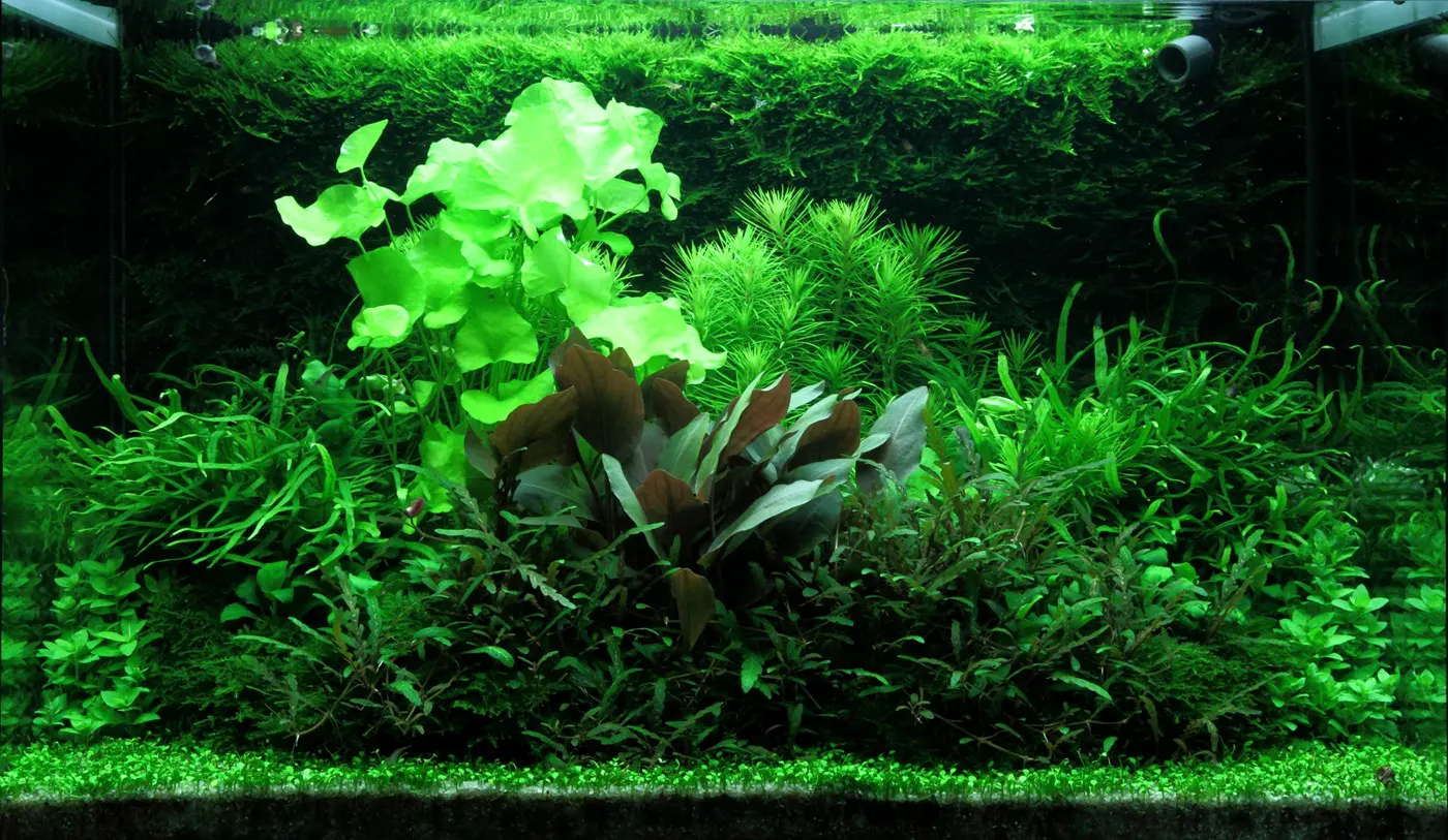 造景 98造景图片 7