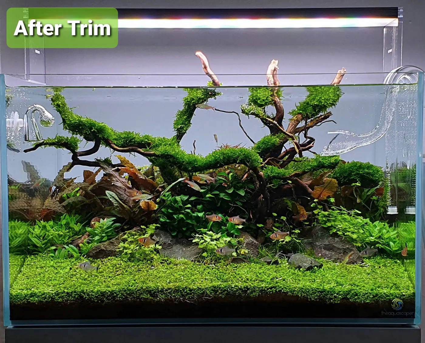 造景 122:Jungle Tyne造景图片 9