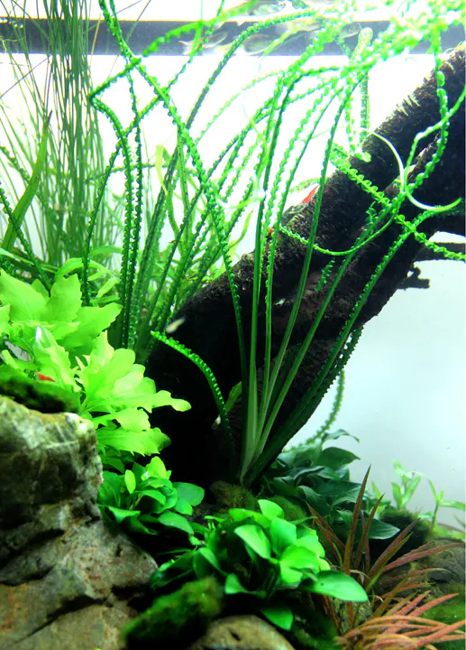小喷泉草细节图 4