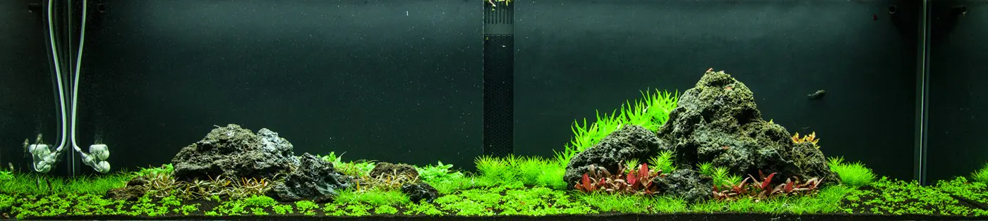造景 94造景图片 4
