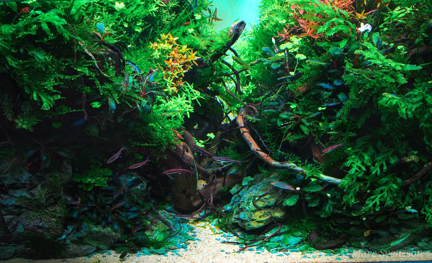 造景 121:低吼造景图片 8