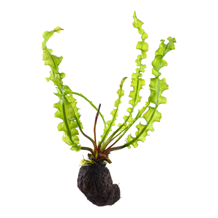 大卷浪草细节图 1