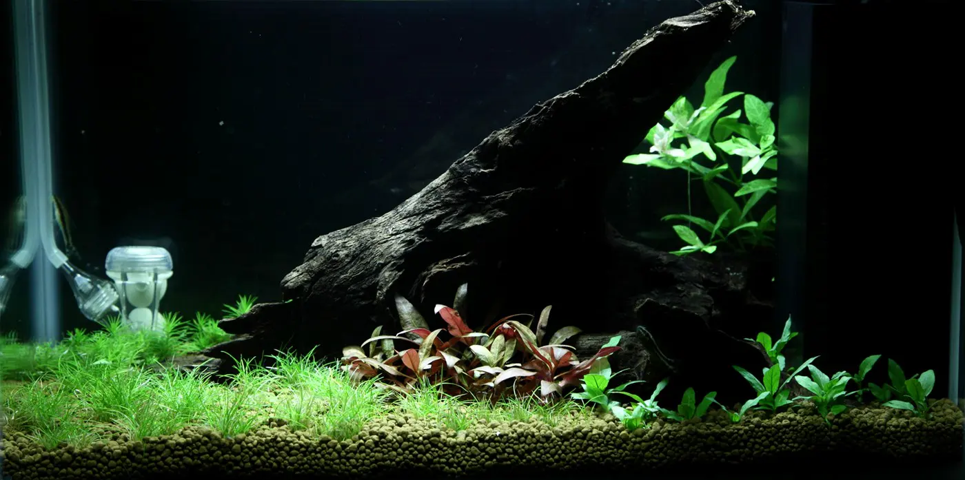 造景 93造景图片 4