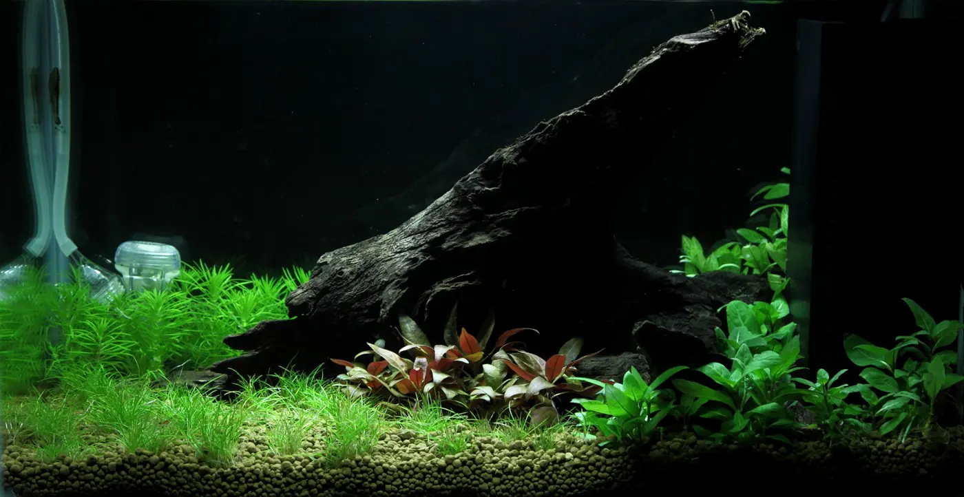 造景 93造景图片 5