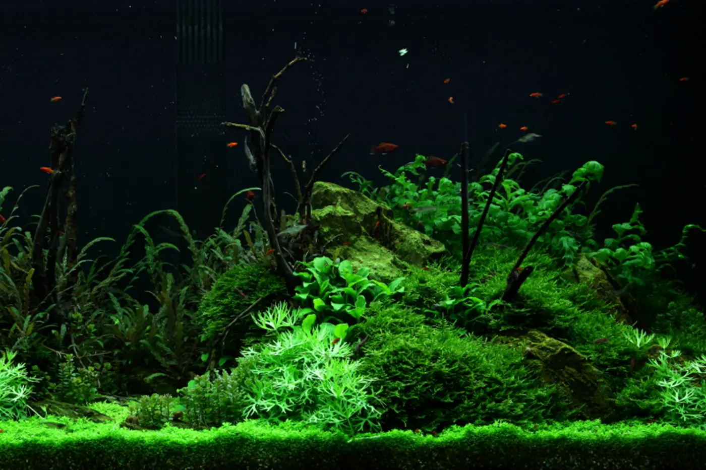造景 52造景图片 20