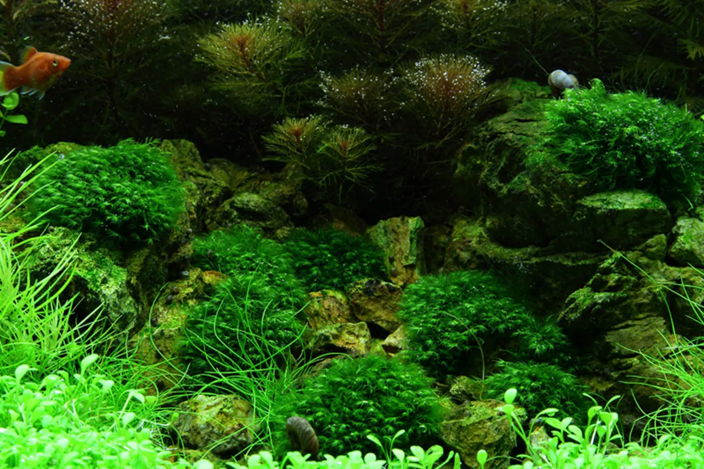 造景 51造景图片 8