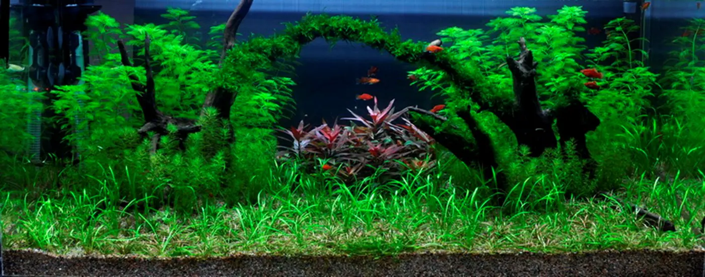 造景 8造景图片 6