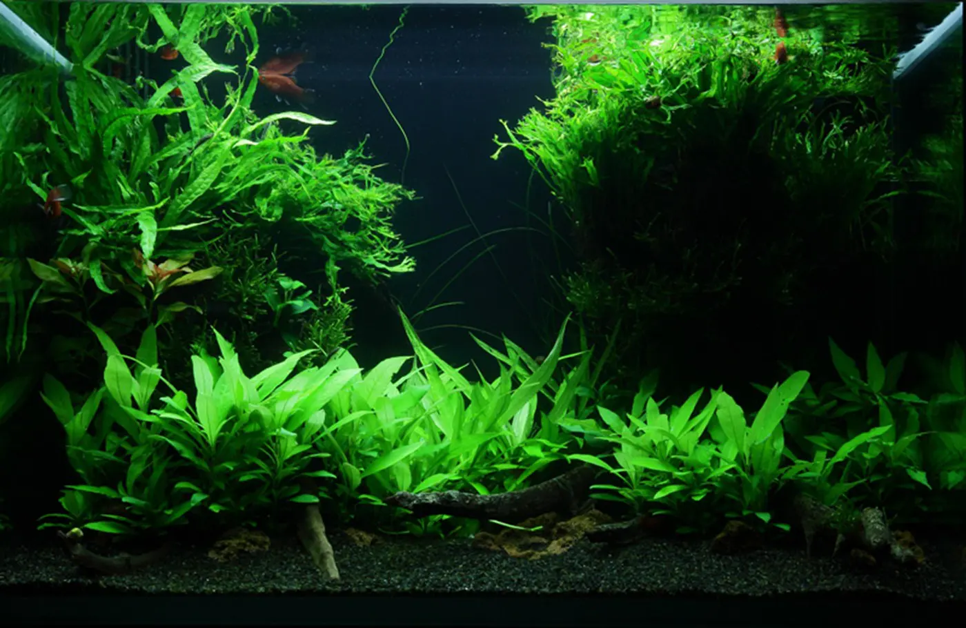造景 47造景图片 4