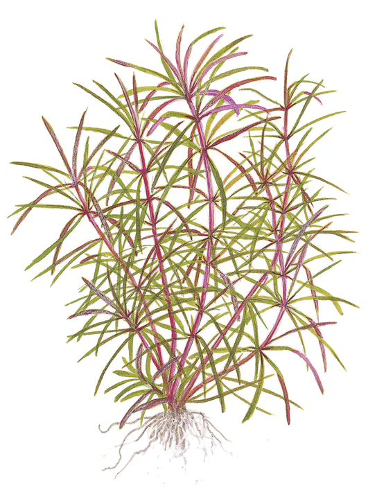 百叶草