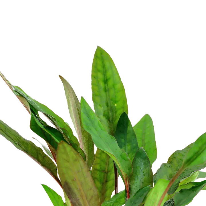 贝克椒草细节图 2