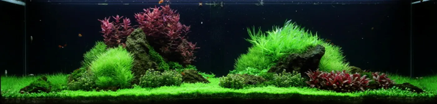 造景 53造景图片 6