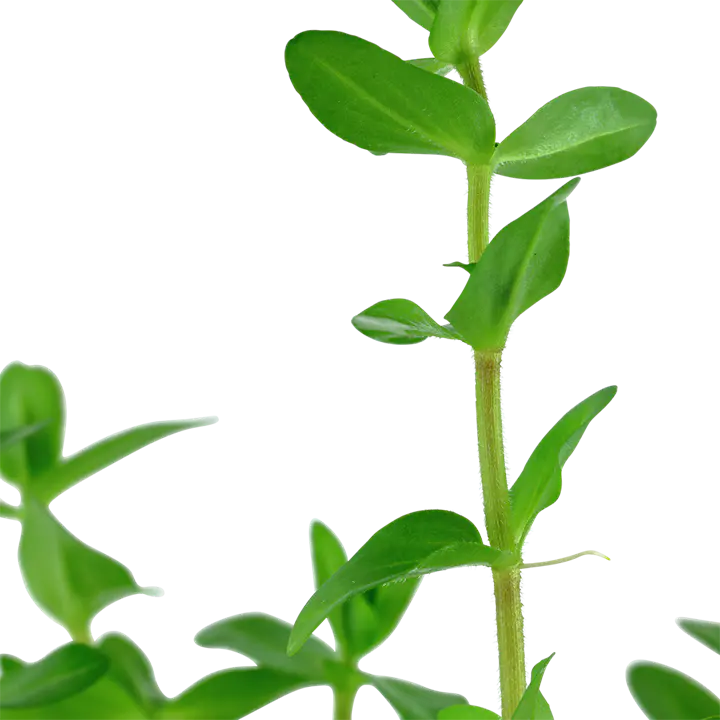 虎耳草细节图 2