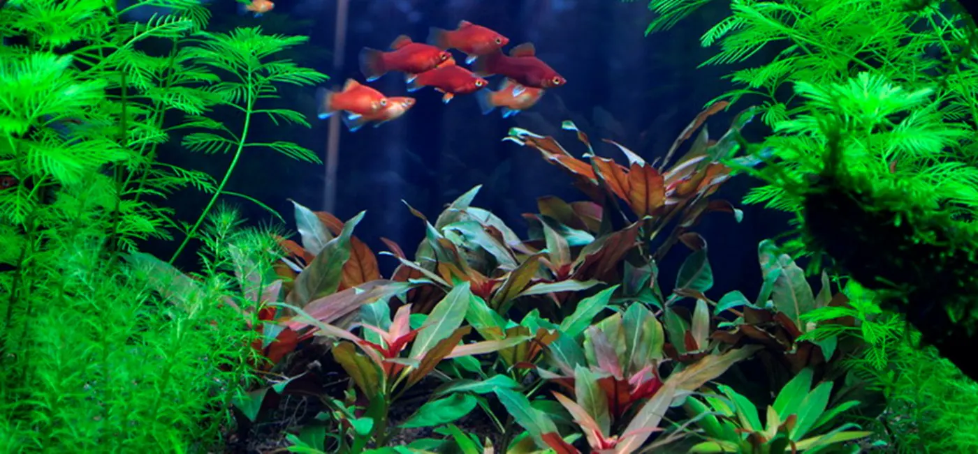 造景 8造景图片 9