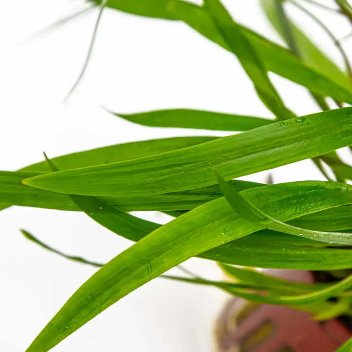 红螺旋椒草细节图 2
