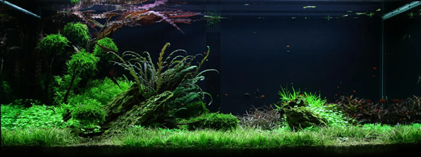 造景 50